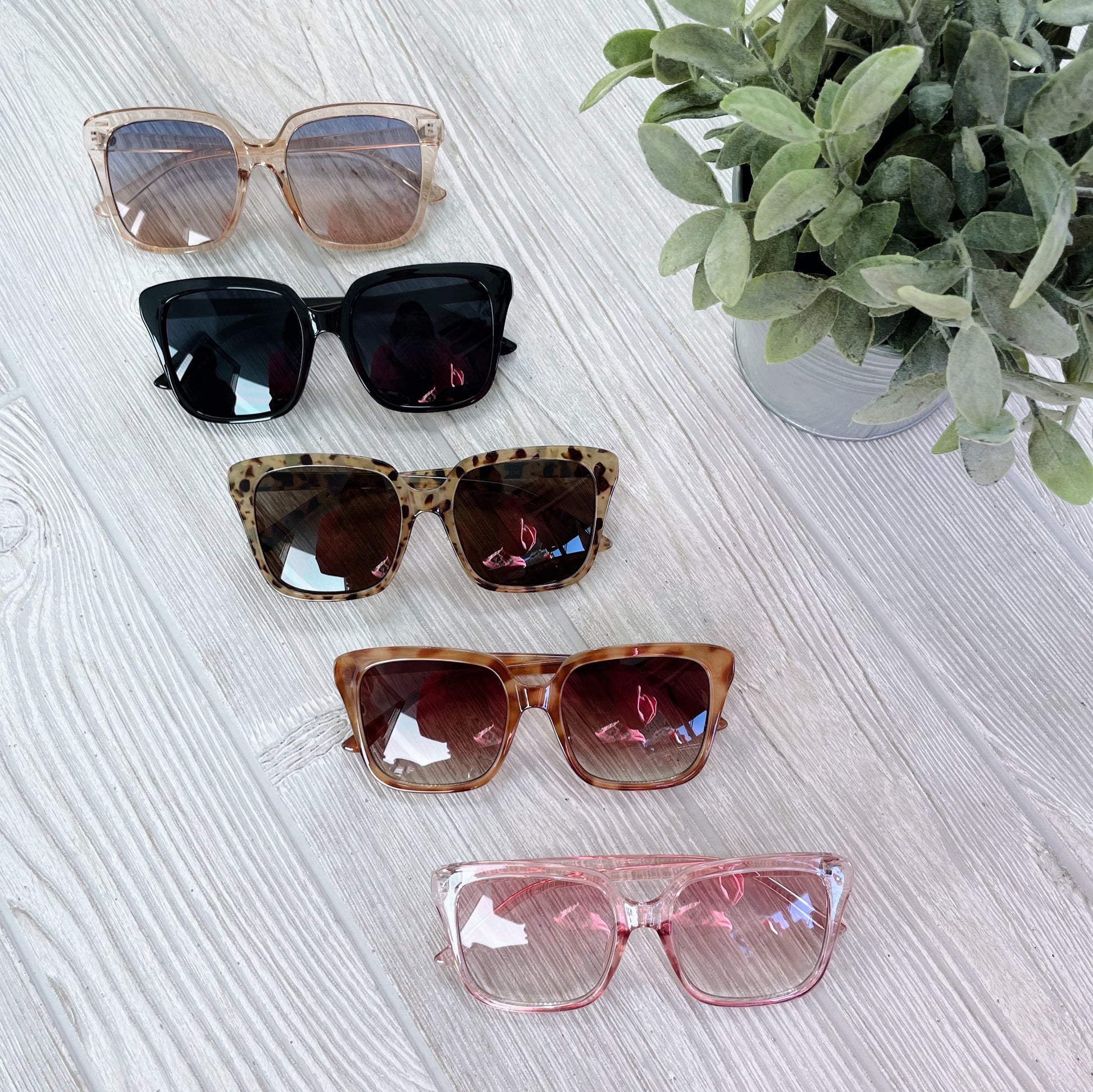Five pairs of Natalie • Adult Sunglasses, each offering UV400 protection, are neatly lined up on a light wooden surface beside a green potted plant.